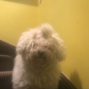 Meet your Posher, Gizella